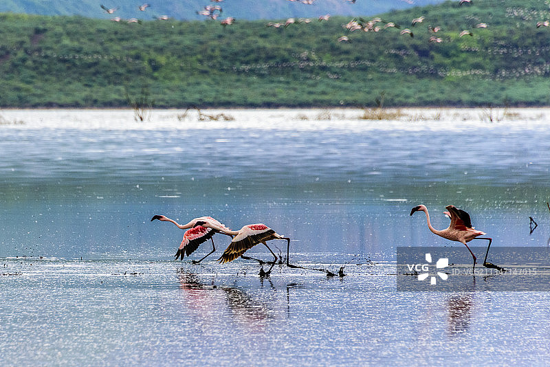 非洲肯尼亚博格里亚湖的火烈鸟群图片素材