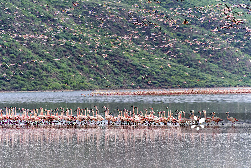 非洲肯尼亚博格里亚湖的火烈鸟群图片素材