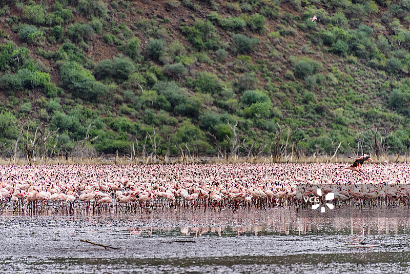 非洲肯尼亚博格里亚湖的火烈鸟群图片素材