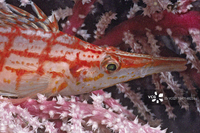 隐藏在软珊瑚中的长鼻鹰鱼特写图片素材