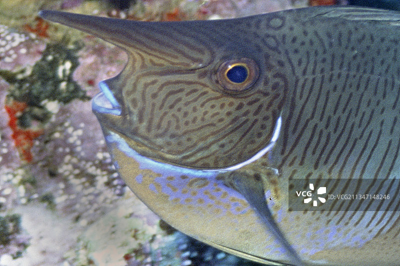 大鼻独角鱼特写图片素材