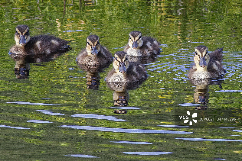 绿头鸭幼鸟图片素材