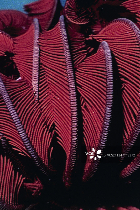 海百合特写图片素材