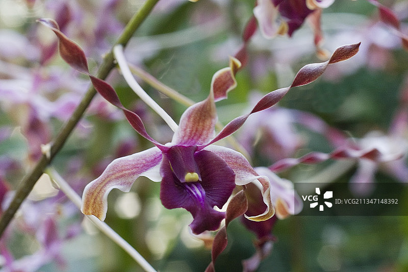 以玛格丽特·撒切尔命名的杂交兰花图片素材