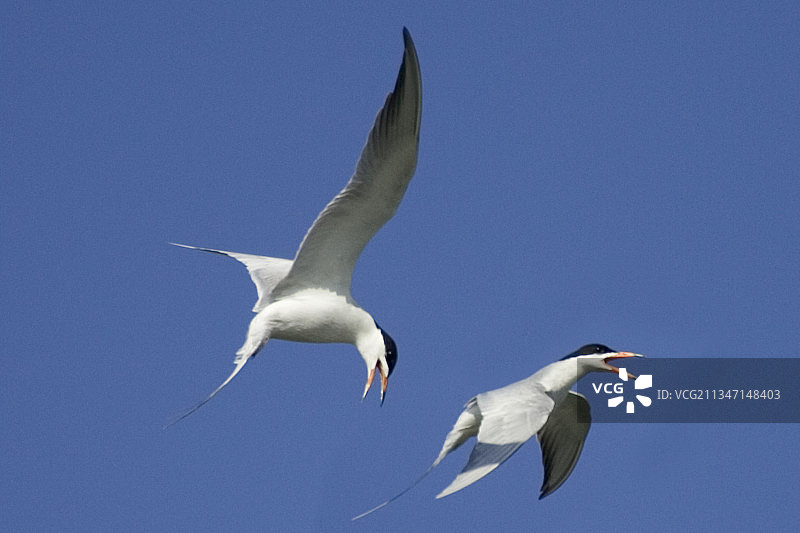 飞翔和鸣叫的燕鸥图片素材