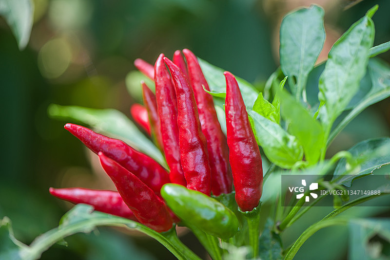 种植的红辣椒图片素材