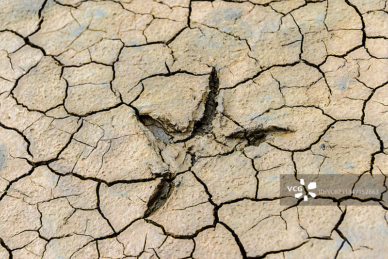 火烈鸟的脚印图片素材