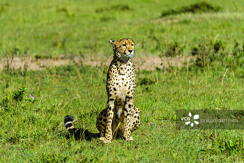 非洲肯尼亚马赛马拉的野生豹子图片素材