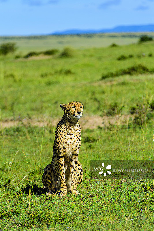 非洲肯尼亚马赛马拉的野生豹子图片素材