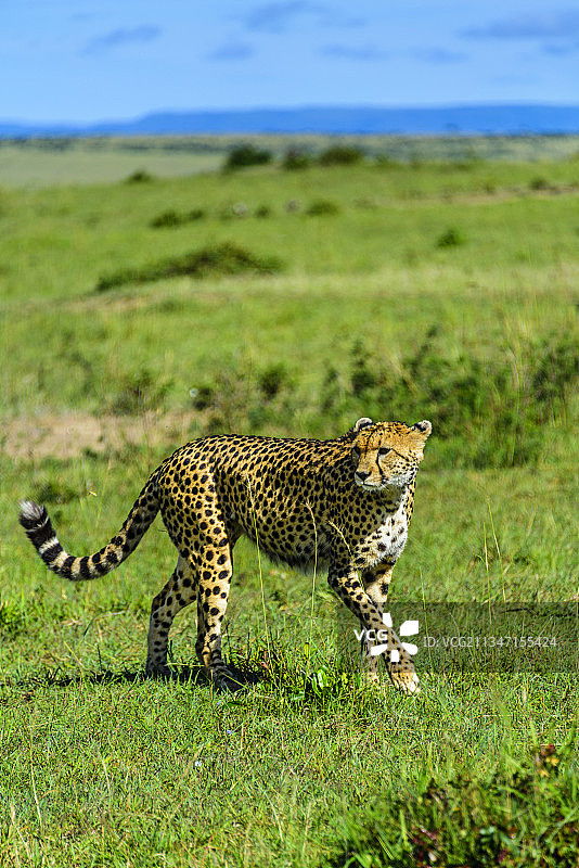 非洲肯尼亚马赛马拉的野生豹子图片素材