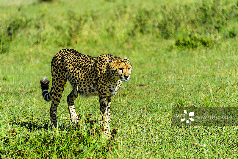非洲肯尼亚马赛马拉的野生豹子图片素材