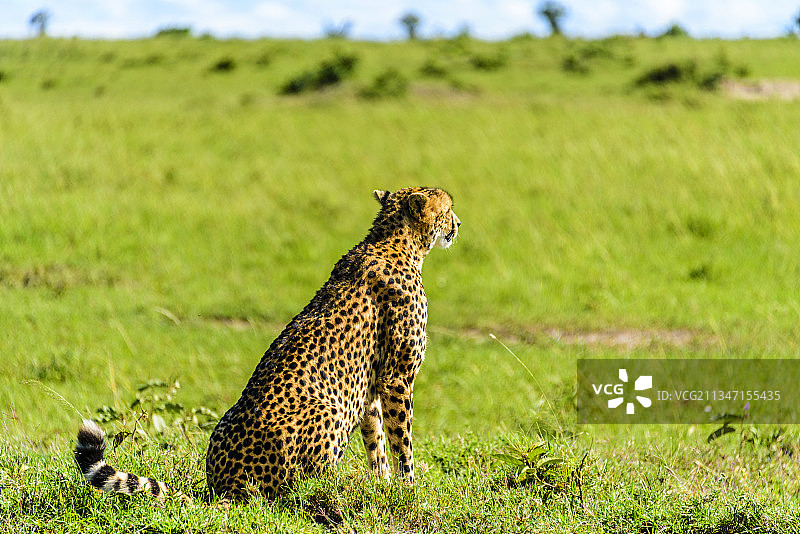 非洲肯尼亚马赛马拉的野生豹子图片素材
