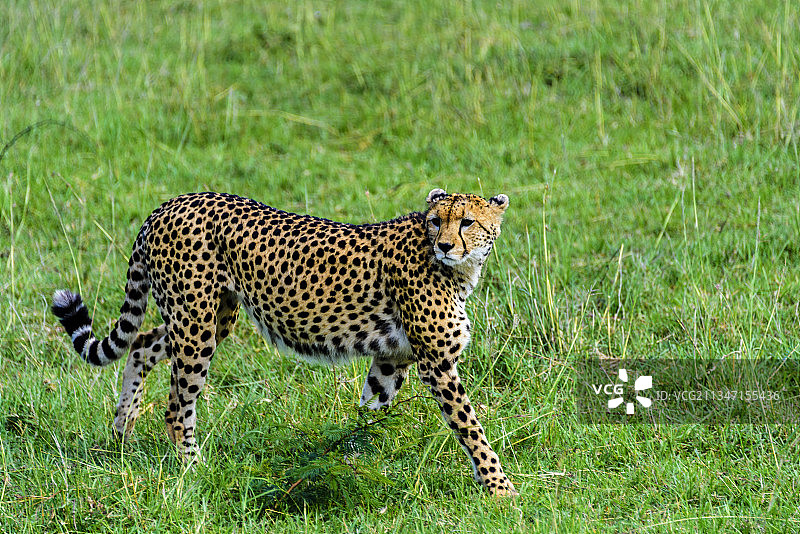 非洲肯尼亚马赛马拉的野生豹子图片素材