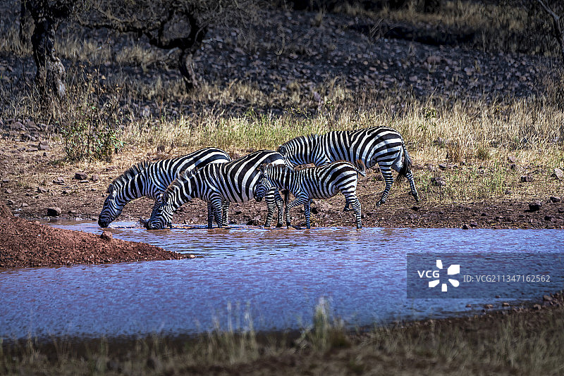 坦桑尼亚角马图片素材