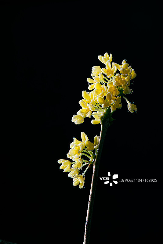 八月桂花开，桂花特写图片素材