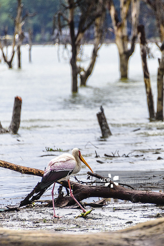 非洲肯尼亚的旅游胜地——奈瓦沙湖图片素材