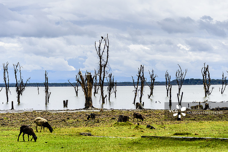 非洲肯尼亚的旅游胜地——奈瓦沙湖图片素材