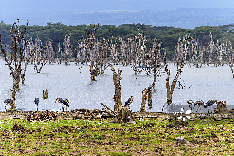 非洲肯尼亚的旅游胜地——奈瓦沙湖图片素材