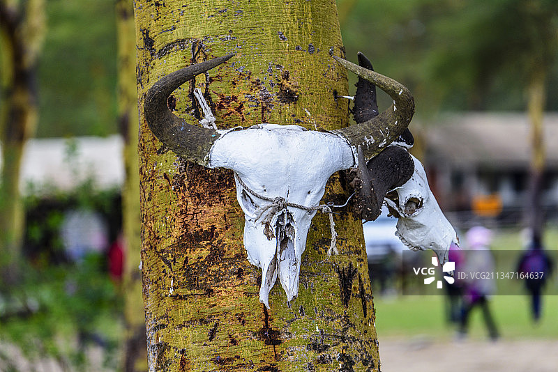 非洲肯尼亚的旅游胜地——奈瓦沙湖图片素材