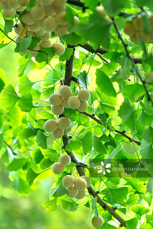 生长中的白果图片素材