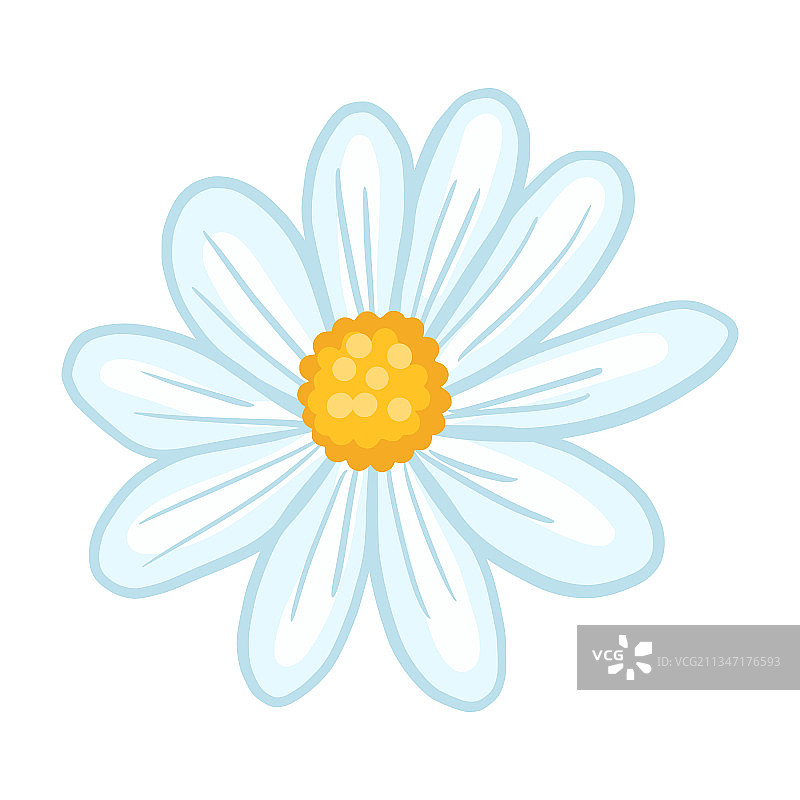 白色背景上的洋甘菊特写图片素材