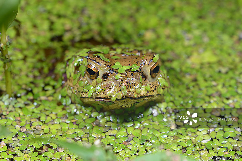 中华蟾蜍图片素材
