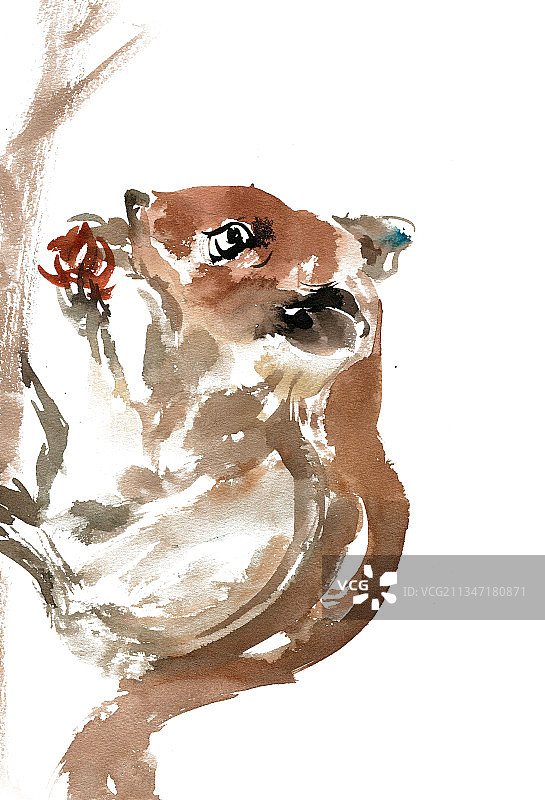 吃松果的松鼠图片素材