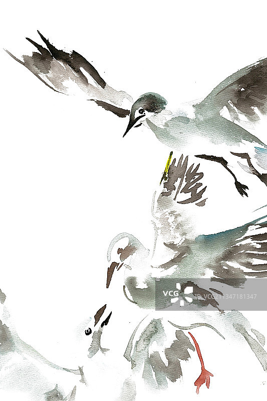 飞舞的海鸥图片素材