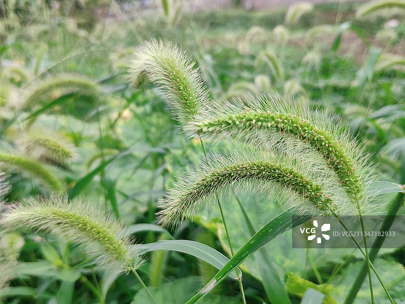 狗尾草图片素材