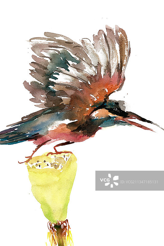 莲蓬上的翠鸟图片素材