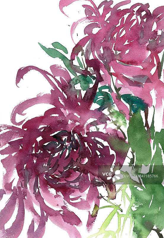 盛开的菊花图片素材