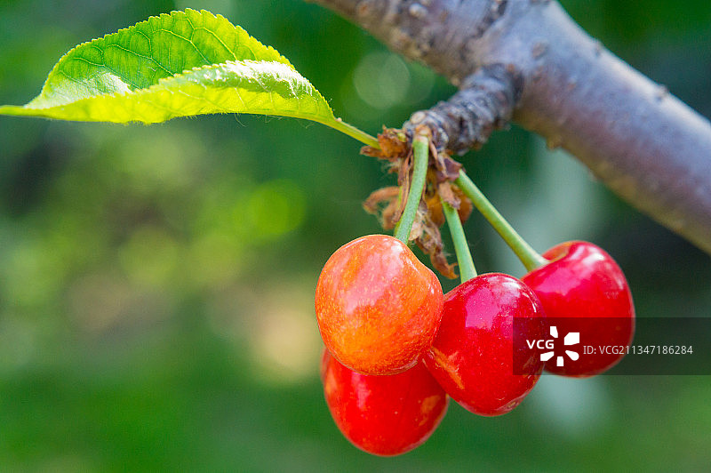 新鲜的红樱桃图片素材