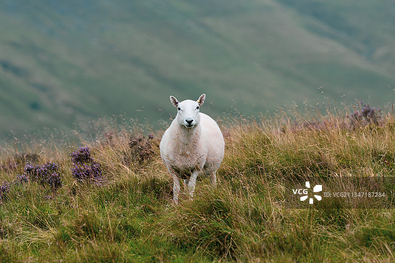 威尔士山谷绵羊图片素材