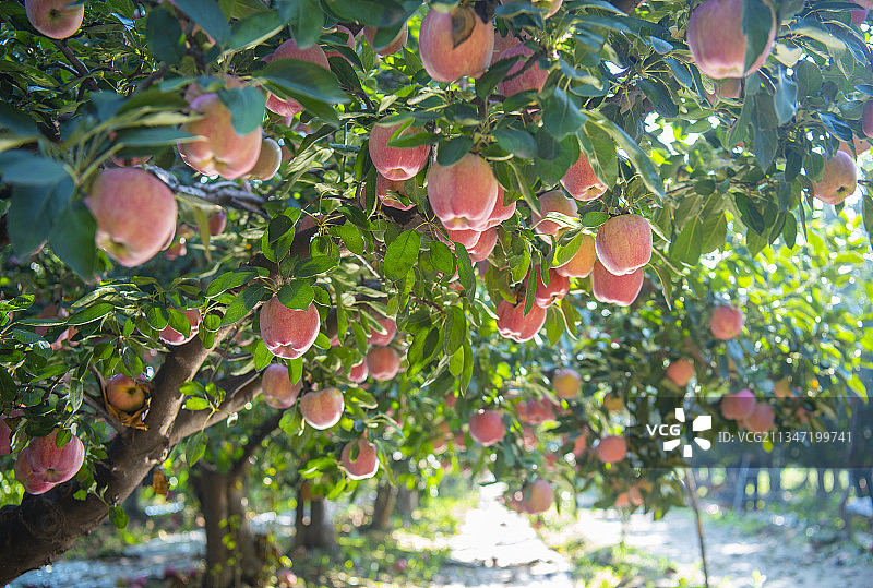 果园里的苹果图片素材
