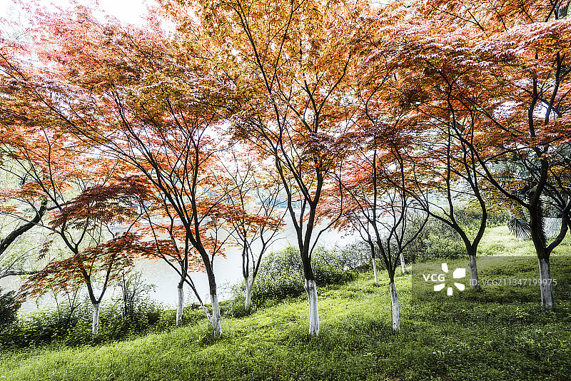 岳阳君山红叶图片素材