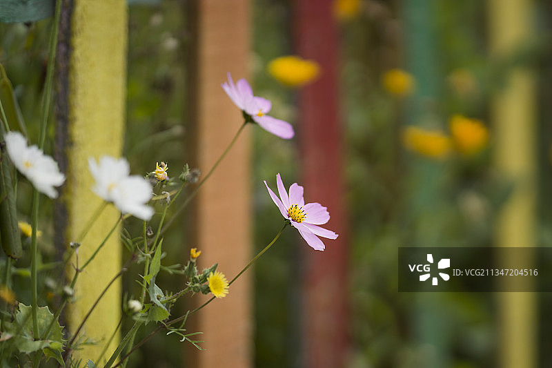 格桑花图片素材