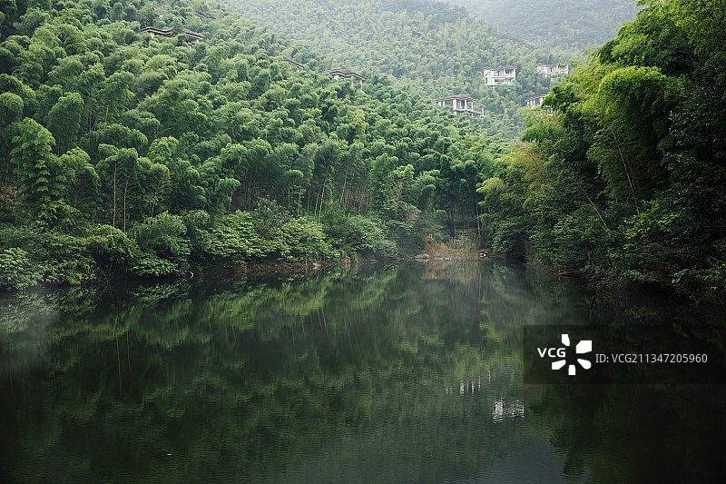 竹林竹海路幽静生态图片素材