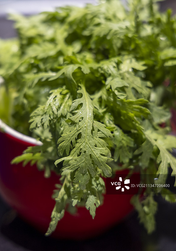 20210908中国 河北省 石家庄市 蔬菜 茼蒿图片素材