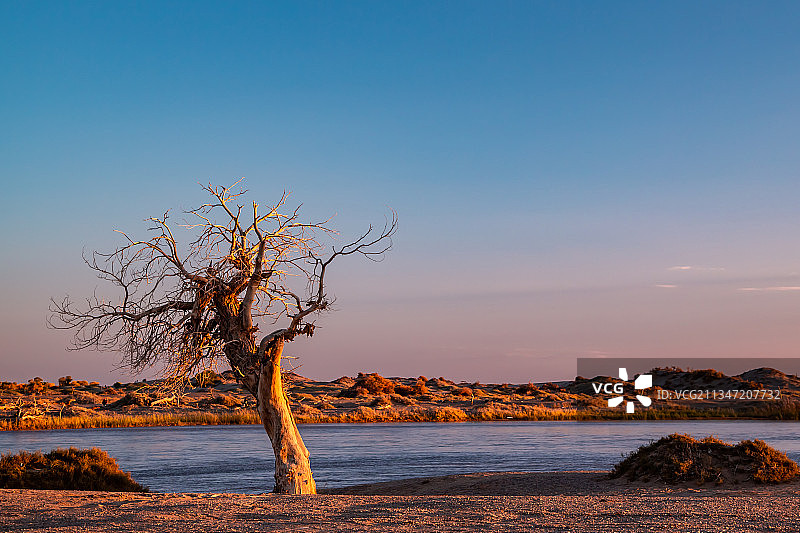弱水旁的枯树图片素材