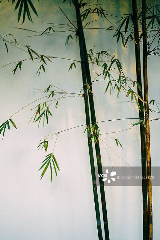 竹影婆娑 唯美竹韵图片素材