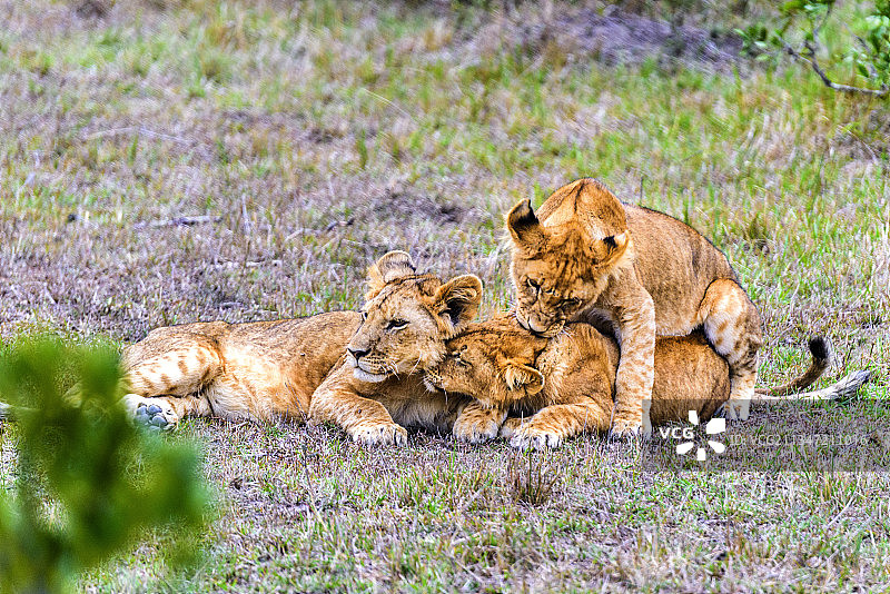非洲肯尼亚马赛马拉的野生小狮子图片素材