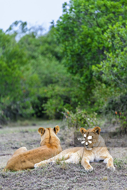 非洲肯尼亚马赛马拉的野生狮子图片素材