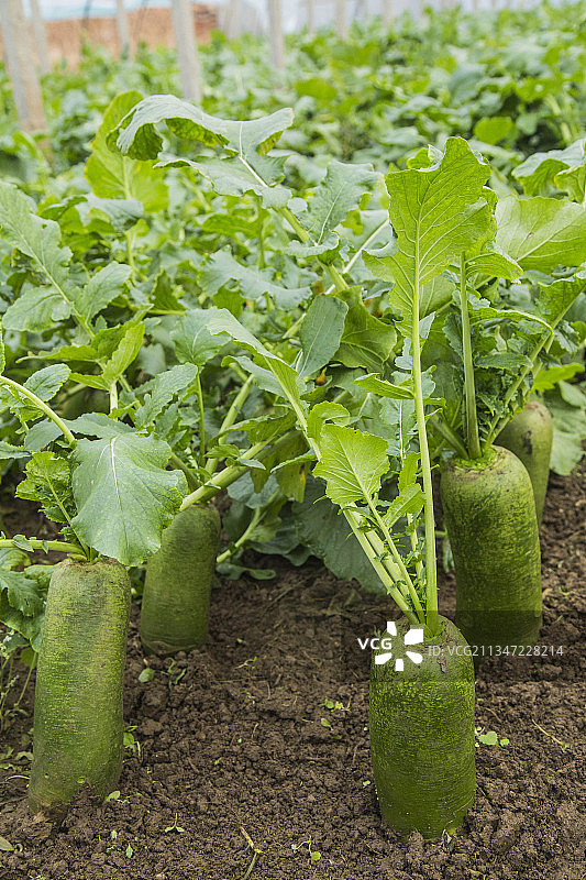 天津沙窝萝卜图片素材