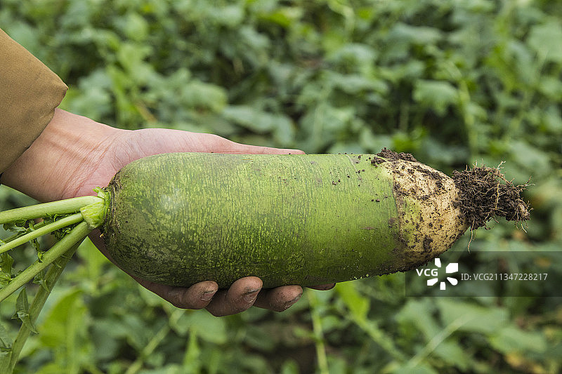 天津沙窝萝卜图片素材