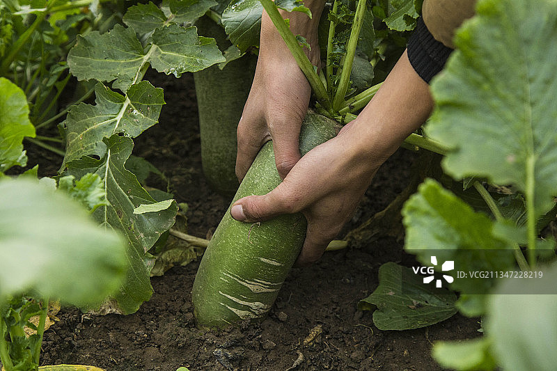 天津沙窝萝卜图片素材