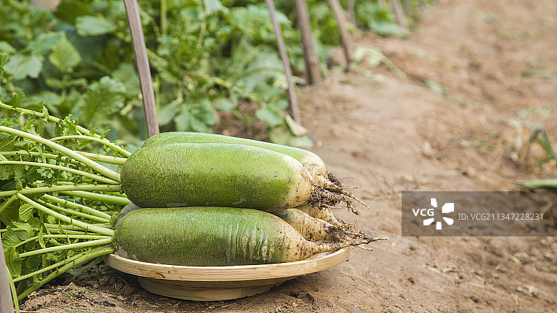 天津沙窝萝卜图片素材