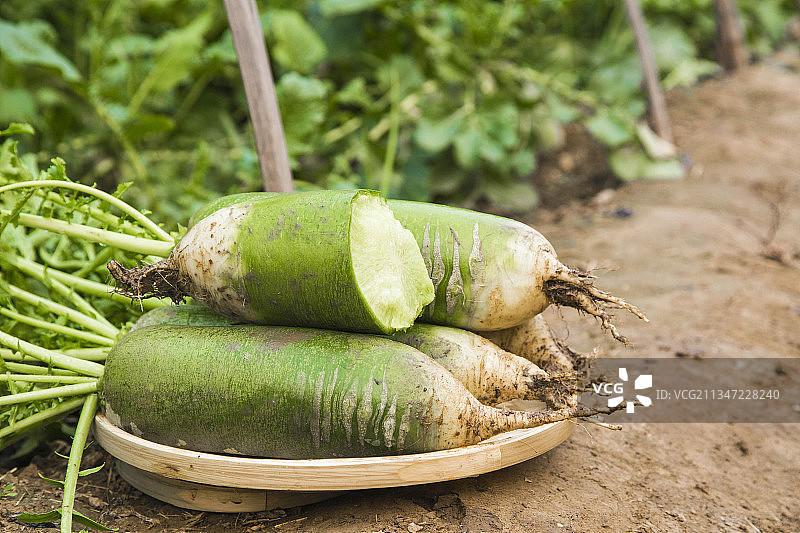 天津沙窝萝卜图片素材