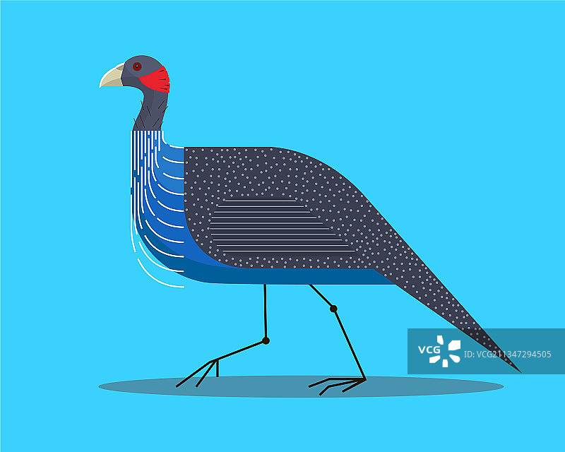 珍珠鸡侧视图图片素材