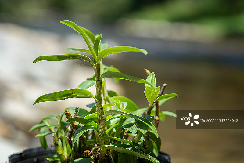 石斛 铁皮石斛图片素材