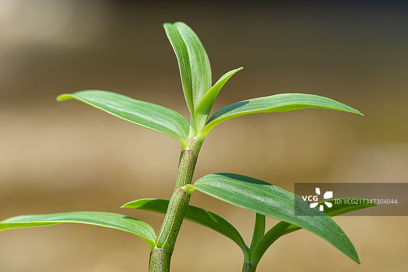 石斛 铁皮石斛图片素材